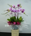 5 Stems Orchid Plant Online
