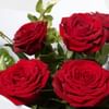 Buy 6 Red Roses Hand-tied