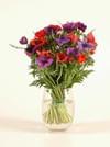Anemone coronarias bouq Online