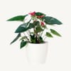 Anthurium  Online