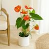 Anthurium Online