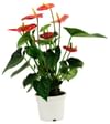 Anthurium Online