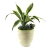 Arrangement of Plants Online