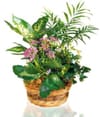 Arrangement of Plants Online