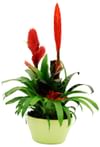Bromelia Online