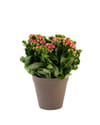 Calandiva  orange 242645