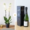 Candide et Champagne - Orchid and champagne Online