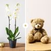 Candide et ourson - Orchid and teddy bear Online
