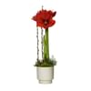 Christmas amaryllis Online
