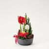 Christmas Amaryllis Ornament