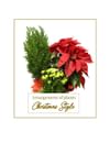 Christmas Style - Arrangement of plants Online