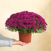 Chrysantheme mauve Online