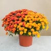 Chrysantheme multicolore Online