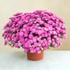 Chrysantheme rose Online