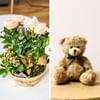 Coin de paradis et ourson - Paradise and teddy bear Online