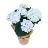 Cotton wool softness Online