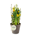 Daffodil Joy 240151 Online