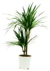 Dracaena Online