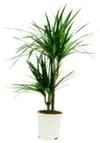 Dracaena Online
