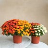 Duo chrysanthemes multicolores Online