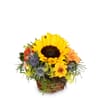 Fleurop Flower arrangement 'Sunny Kiss' Online