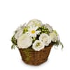 Flower arrangement Spring Dream Online