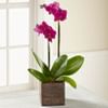 Fuchsia Phalaenopsis Orchid Online