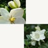 Gift Gardenia White Flower
