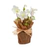Helleborus Online