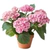 Hortensia Online
