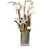Indoor plant 'Heavenly' orchid in a vase Online
