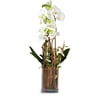 Indoor plant 'Magic' orchid in vase Online