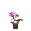 Indoor plant 'Magical Noble' orchid Online
