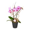 Indoor plant 'Magical Noble' orchid Online