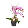 Indoor plant 'Magical Noble' orchid Online