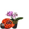 Indoor plant 'Pink Dream' orchid with Munz chocolate ladybir