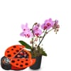 Indoor plant 'Pink Dream' orchid with Munz chocolate ladybir