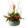 Indoor plant pot Harmony of colors Online