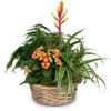 Indoor plant pot Symphony of plants Online