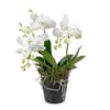 Indoor plant White Dream orchid