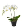 Indoor plant White Dream orchid Online