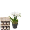 Indoor plant 'White Dream' orchid with Bee-Family honey gift Online