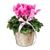 Indoor plant 'Winter Beauty' cyclamen Online