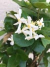 Jasmine Plant Online
