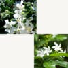 Gift Jasmine White Flower