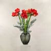 Joyful Amaryllis Online