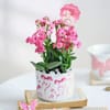 Kalanchoe Beauty Online