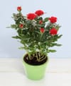 Little roses in pot Online