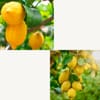 Gift Meyer Lemon Tree