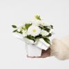 Mini Arrangement Neutral Online